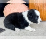 Small #4 Australian Shepherd