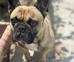 Father of the French Bulldog puppies born on 01/12/2025