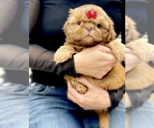 Medium Photo #3 Shih Tzu Puppy For Sale in LAWRENCEVILLE, GA, USA