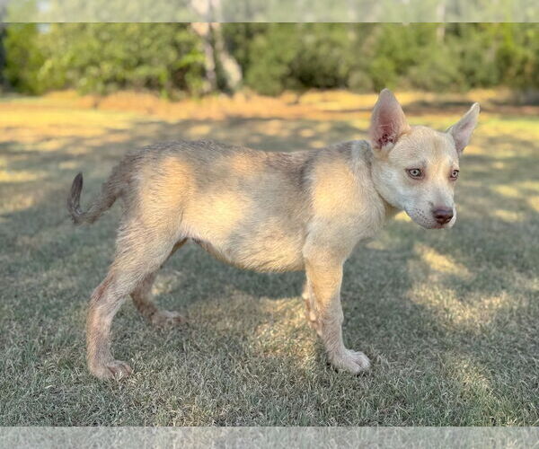 Medium Photo #4 German Shepherd Dog-Unknown Mix Puppy For Sale in PIPE CREEK, TX, USA