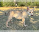 Small #3 German Shepherd Dog Mix