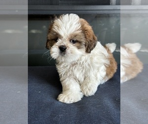 Shih Tzu Puppy for Sale in ORLANDO, Florida USA