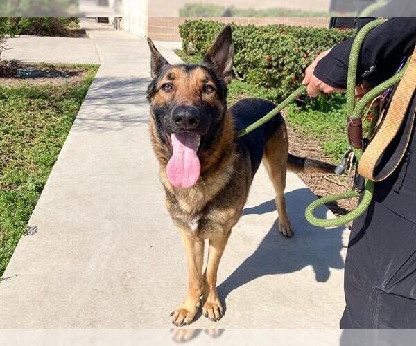 Medium Photo #2 German Shepherd Dog Puppy For Sale in Orange, CA, USA