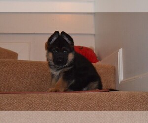 German Shepherd Dog Puppy for Sale in OLIVE BRANCH, Mississippi USA