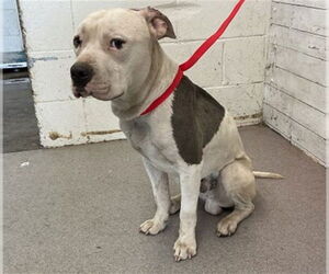 American Pit Bull Terrier Dogs for adoption in San Bernardino, CA, USA