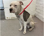 Small American Pit Bull Terrier
