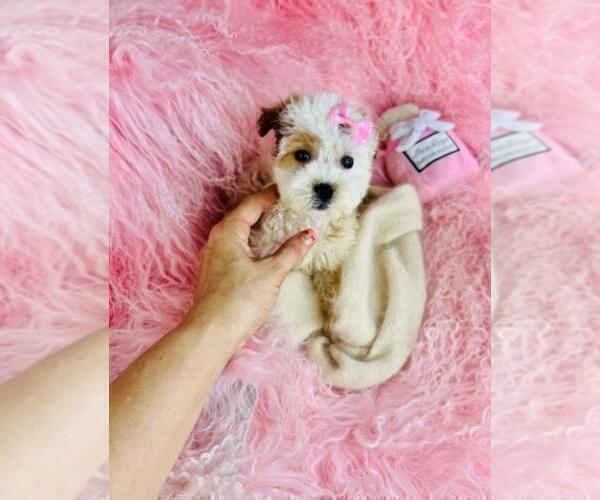 Medium Photo #3 ShihPoo Puppy For Sale in PEMBROKE PINES, FL, USA