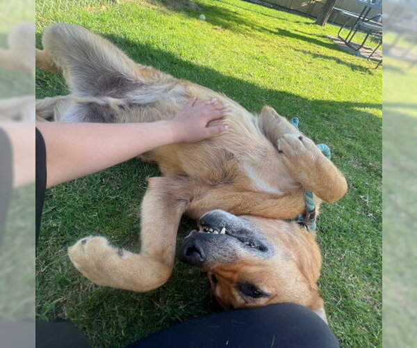 Medium Photo #5 Shepradors Puppy For Sale in Ventura, CA, USA