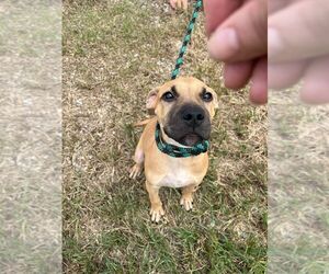 Black Mouth Cur-Unknown Mix Dogs for adoption in Abbeville, LA, USA