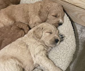 Goldendoodle Puppy for sale in WILLIAMSTON, NC, USA