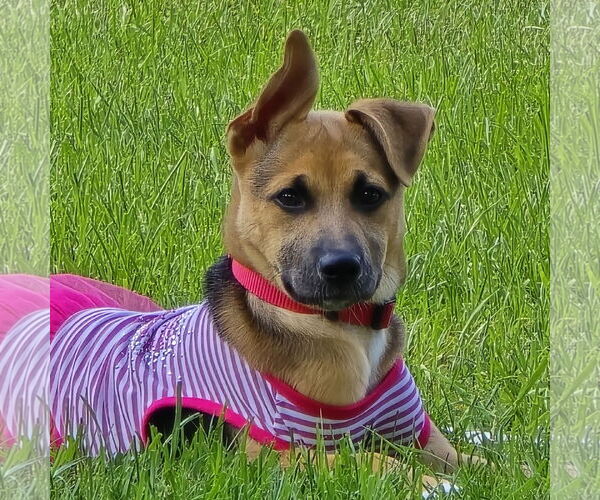 Medium Photo #1 Mutt Puppy For Sale in Fargo, ND, USA