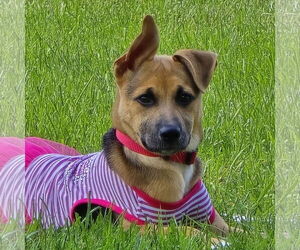 Mutt Dogs for adoption in Fargo, ND, USA