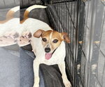 Small #4 Jack Russell Terrier Mix