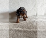 Small #5 Poodle (Miniature)