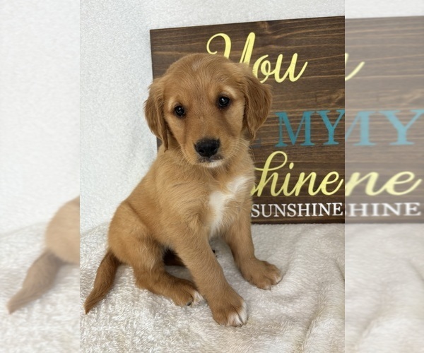 Medium Photo #1 Golden Retriever Puppy For Sale in GREENFIELD, IN, USA