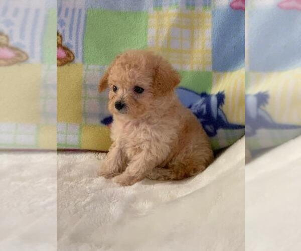 Medium Photo #9 Poodle (Toy) Puppy For Sale in MIAMI, FL, USA