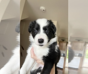 Border Collie Puppy for sale in HOOD RIVER, OR, USA