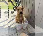 Small #4 Jack Russell Terrier-Parson Russell Terrier Mix