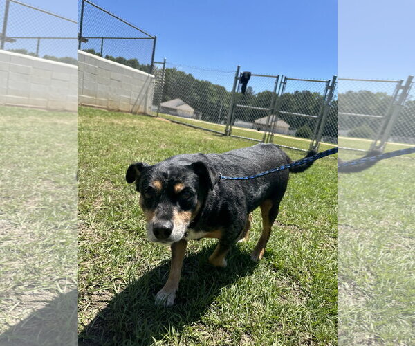 Medium Photo #3 Chihuahua-Unknown Mix Puppy For Sale in Rockaway, NJ, USA