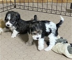Small Photo #10 Poogle Puppy For Sale in GLOUCESTER, VA, USA