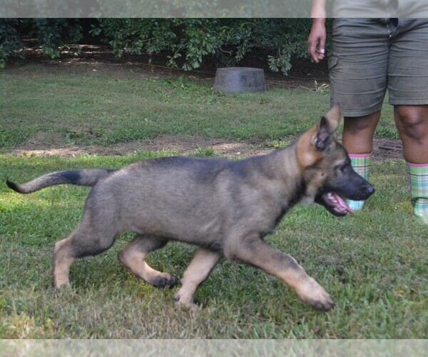 Medium Photo #3 German Shepherd Dog Puppy For Sale in POWDER SPRINGS, GA, USA