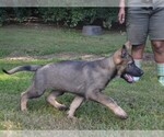 Small Photo #11 German Shepherd Dog Puppy For Sale in POWDER SPRINGS, GA, USA
