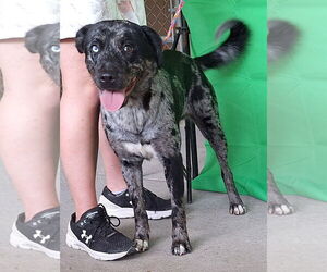 Catahoula Leopard Dog-Unknown Mix Dogs for adoption in Wetumpka, AL, USA