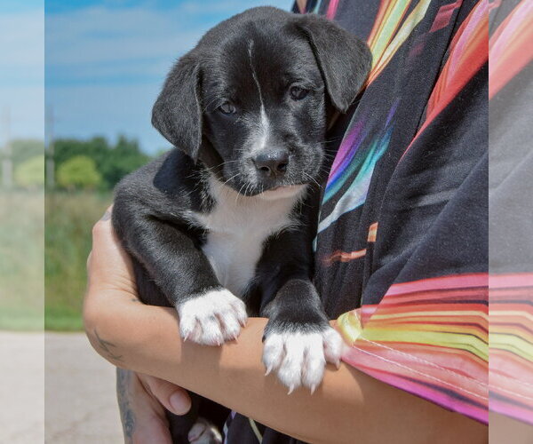 Medium Photo #3 American Bulldog-Chocolate Labrador retriever Mix Puppy For Sale in Huntley, IL, USA