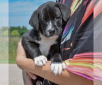 Small #2 American Bulldog-Chocolate Labrador retriever Mix