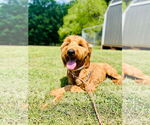 Small #3 Goldendoodle