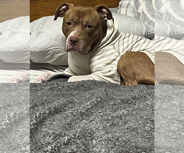 Medium Photo #9 Staffordshire Bull Terrier-Unknown Mix Puppy For Sale in Princeton, MN, USA