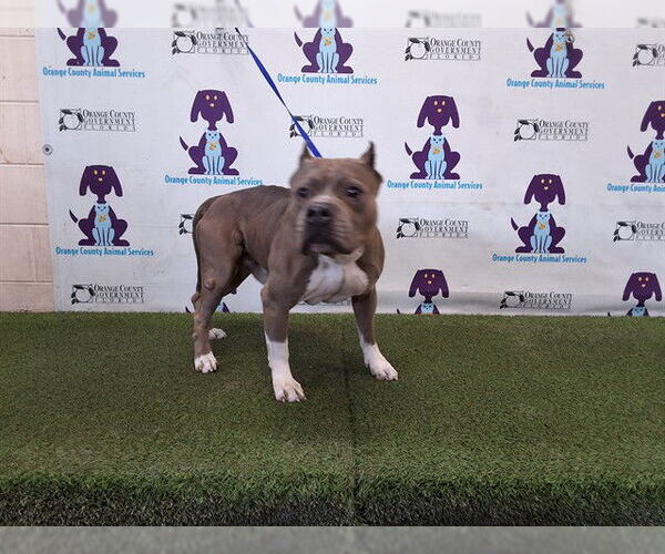 Medium Photo #1 Mutt Puppy For Sale in Orlando, FL, USA