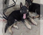 Small #5 German Shepherd Dog