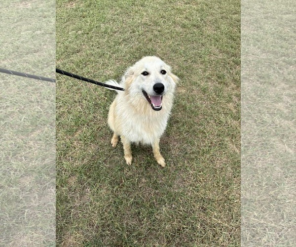 Medium Photo #1 Collie-Great Pyrenees Mix Puppy For Sale in Columbus, IN, USA