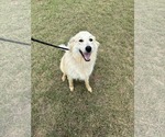 Small Collie-Great Pyrenees Mix