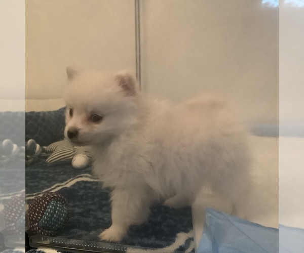 Medium Photo #3 Pomeranian Puppy For Sale in COLTON, CA, USA