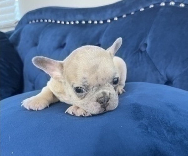 Medium Photo #31 French Bulldog Puppy For Sale in LAS VEGAS, NV, USA