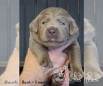 Small Photo #60 Labrador Retriever Puppy For Sale in POCAHONTAS, IL, USA