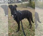 Small #2 Labrador Retriever Mix