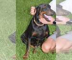 Small Photo #5 Doberman Pinscher Puppy For Sale in MONROE, NC, USA