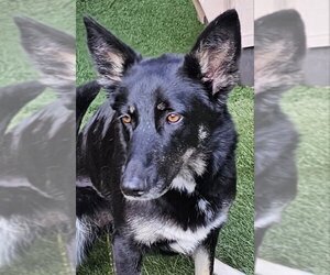 Shollie Dogs for adoption in Olalla, WA, USA