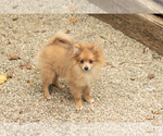 Small #6 Pomeranian