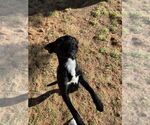 Small #3 Mutt