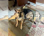 Small #5 German Shepherd Dog