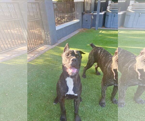 Medium Photo #1 Mutt Puppy For Sale in Goodyear, AZ, USA