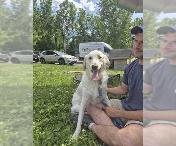 Medium Photo #1 Mutt Puppy For Sale in Elmsford, NY, USA