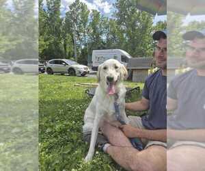 Mutt Dogs for adoption in Elmsford, NY, USA