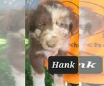 Puppy 4 Australian Shepherd