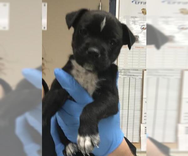 Medium Photo #1 Mutt Puppy For Sale in Conroe, TX, USA