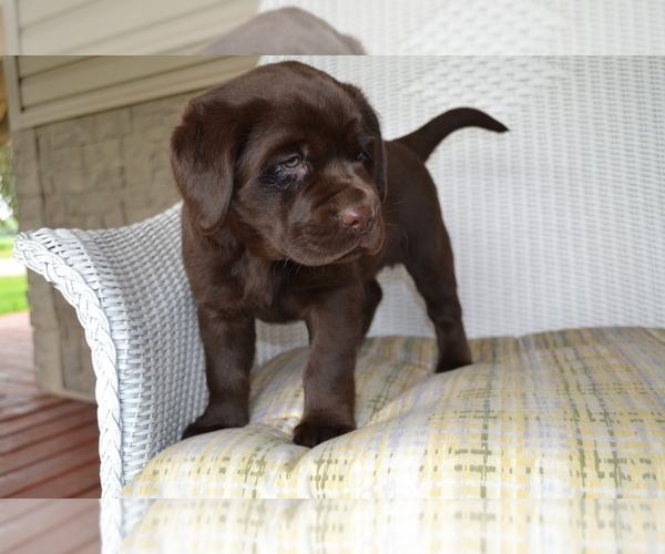 Medium Photo #7 Labrador Retriever Puppy For Sale in GREENWOOD, WI, USA